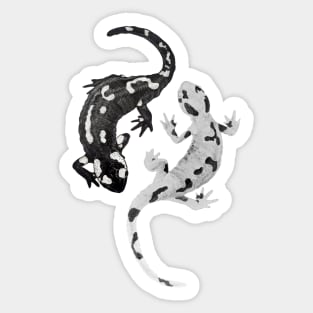 Two salamanders Sticker